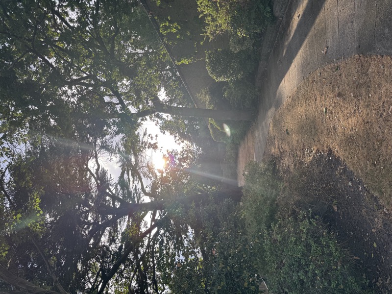 A sunlit garden walk beneath mature trees at The Grange